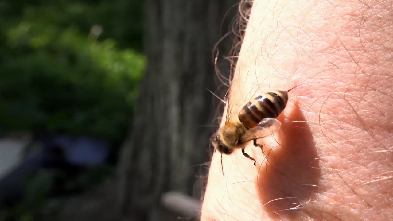 Would You Help A Bee Survive After It Stung You? | Outrageous Acts of Science