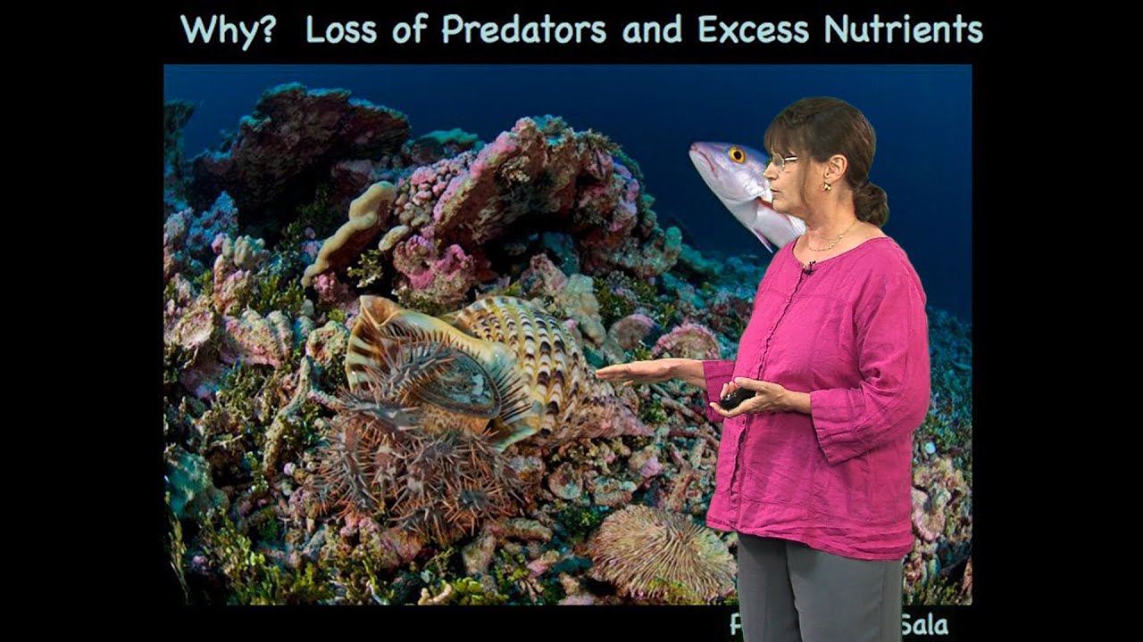 Nancy Knowlton (Smithsonian) Part 1: Coral Reefs: Past, Present and Future