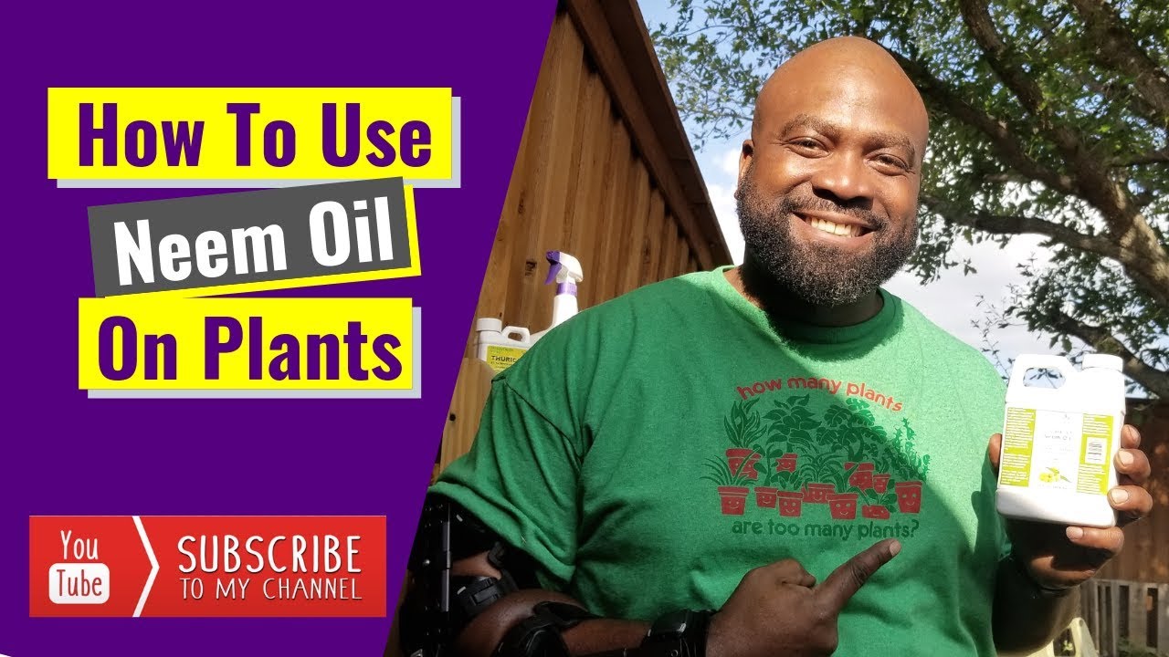 How To Use Neem Oil On Plants 🌱