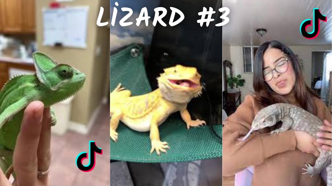 Lizard (Geckos,Bearded Dragon,Chameleon,Savannah Monitor) TikTok & İnstagram Compilation   2023  4K