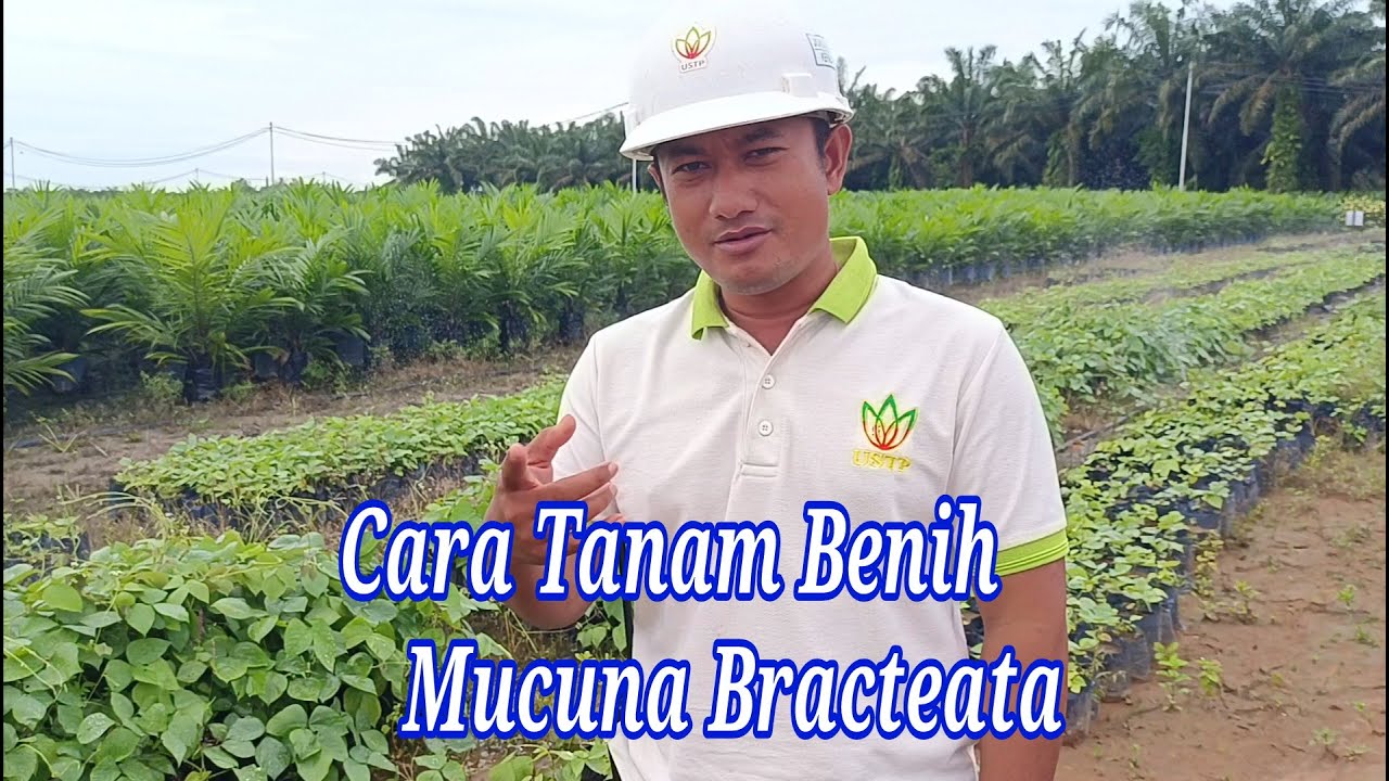 Cara Menanam Benih Mucuna Bracteata