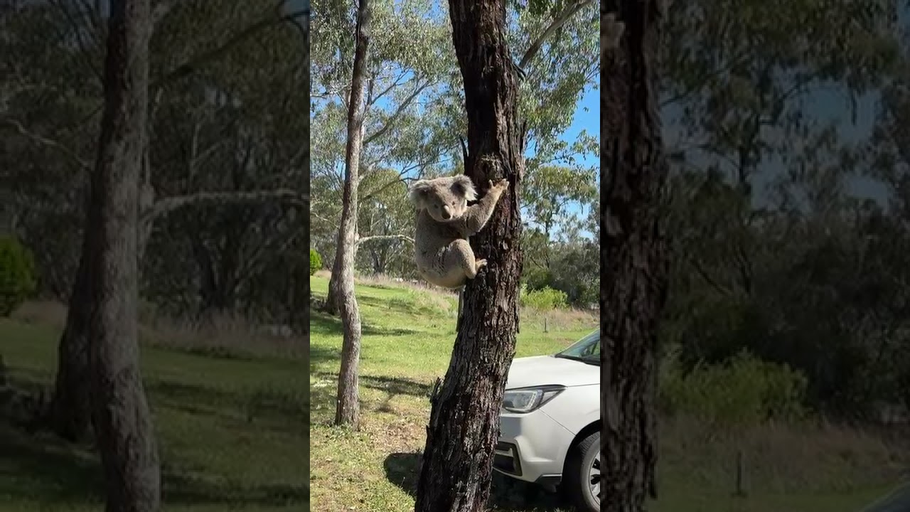 Five year old koala, Mr. Stainfield visited us following an interaction with a dog