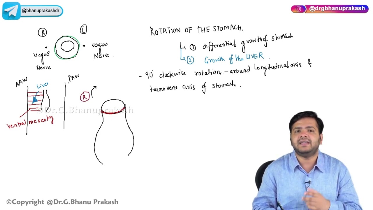 16. Development Of Stomach : Embryology