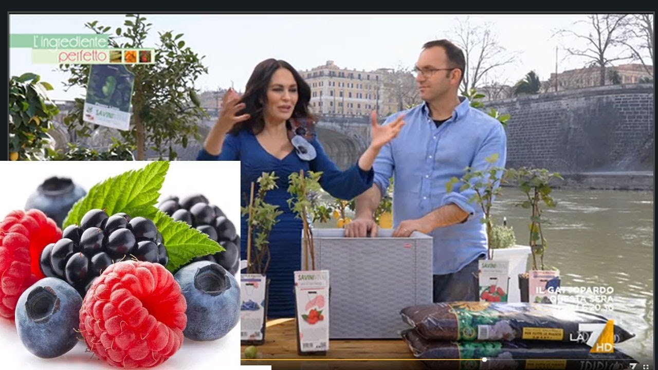 Come coltivare le piante di frutti di bosco in terrazzo con Maria Grazia Cucinotta scopriamo come .