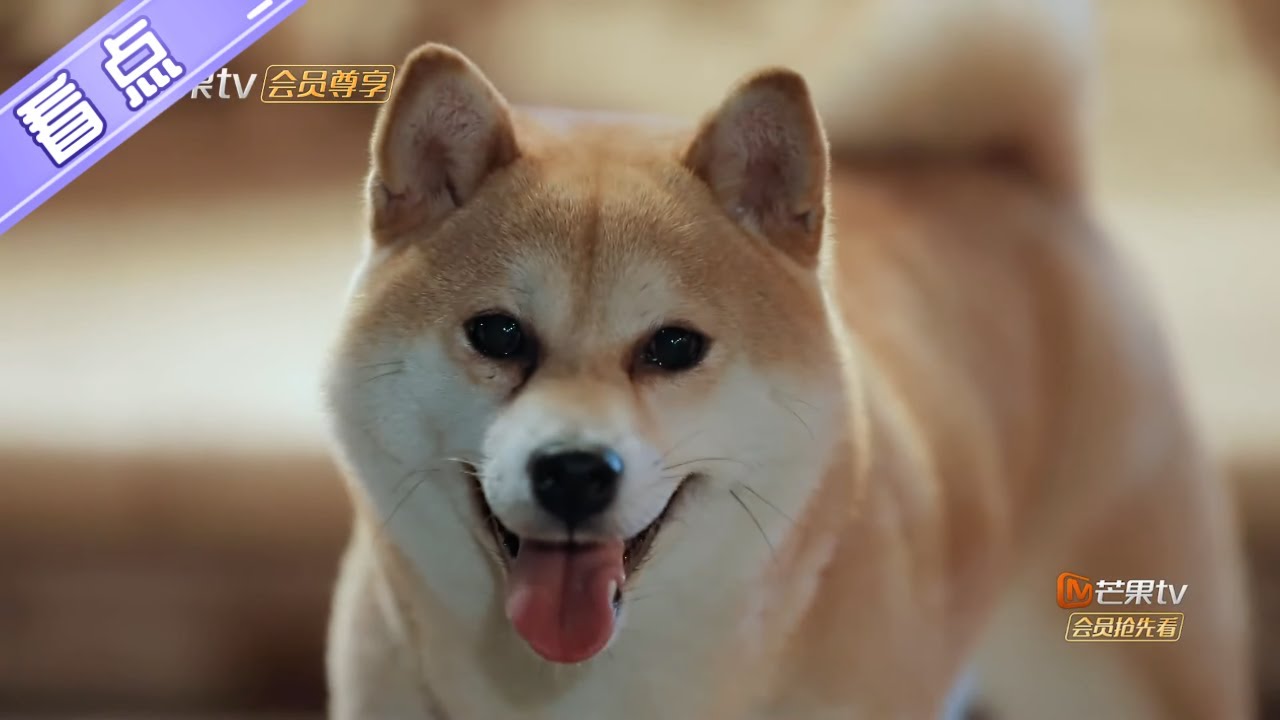 未播花絮：小O&ldquo;欺负&rdquo;吴昕？何老师灵魂拷问H：换狗没换狗？《向往的生活4》 第10期 Back to field S4【芒果TV生活风尚频道】