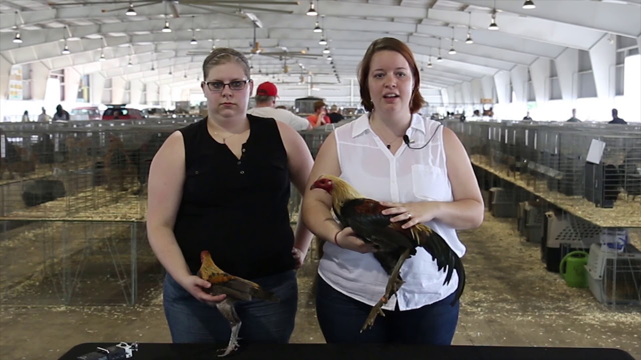 Modern Game (Large Fowl and Bantam)