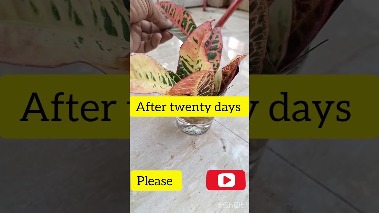 Grow croton from leaves easily. #croton #propagate #nature #plants #viral #gardening #shorts #leaf