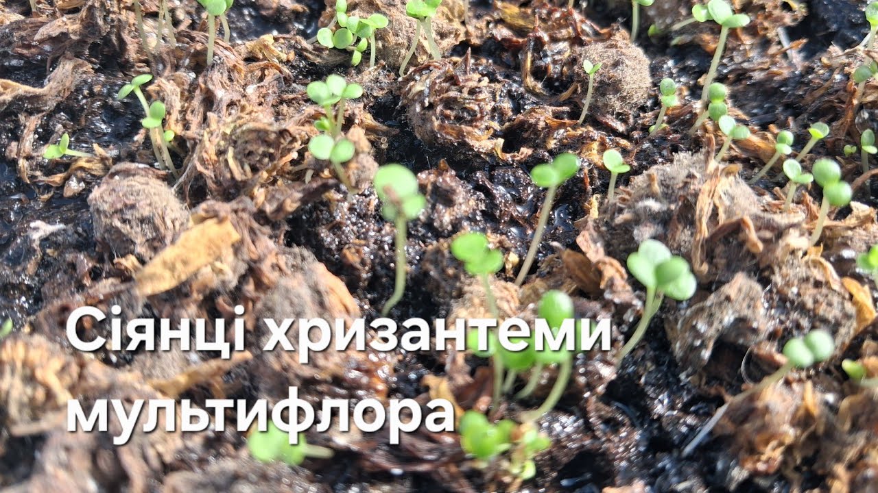 Хризантема з насіння.Чи отримаю результат.