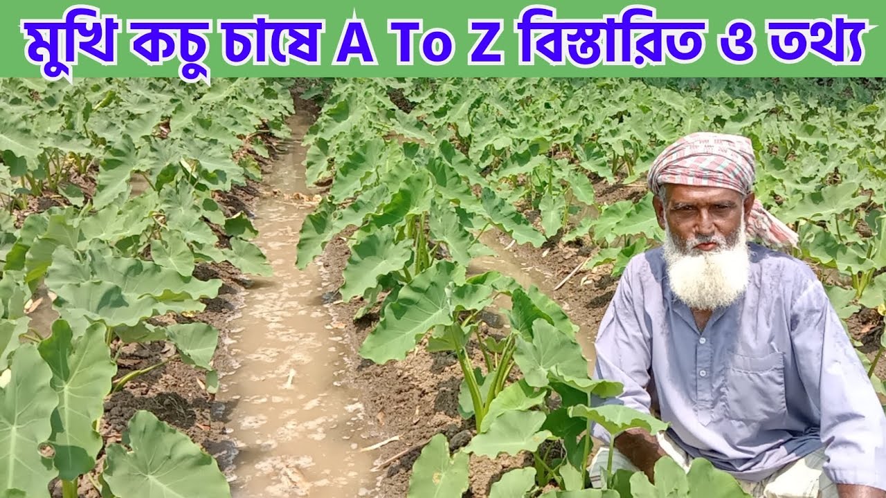 কচু চাষ পদ্ধতি। কার্তিক মাসে এই কচু রোপণ করার উপযুক্ত সময়। 