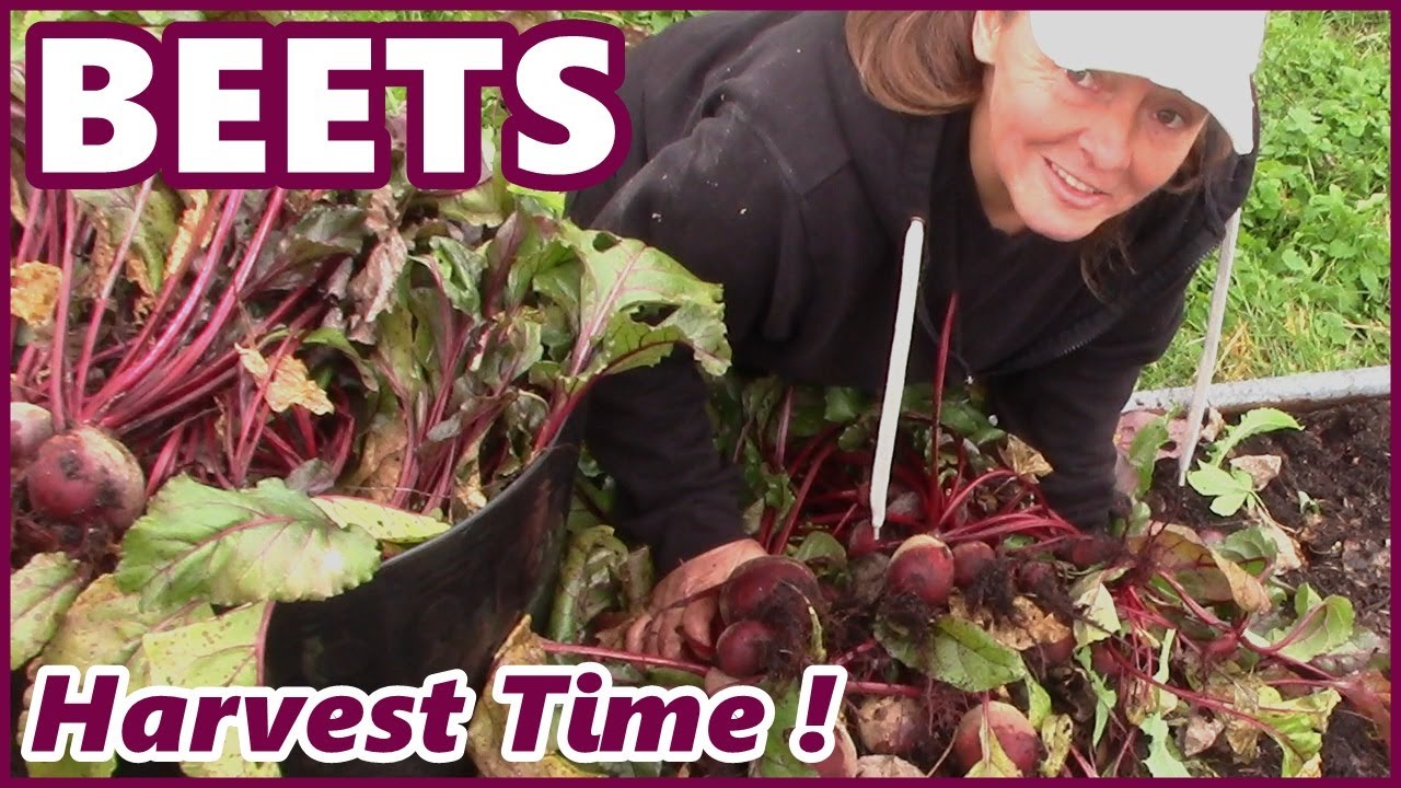Awesome Beet Harvest From The Raised Bed Garden