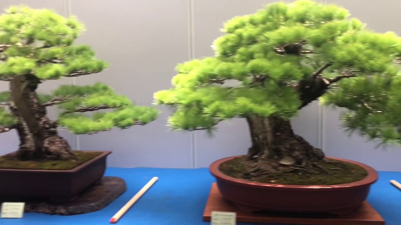 2018 台灣五葉松盆栽展 2018 Taiwan Pinus morrisonicola Hayata Bonsai exhibition