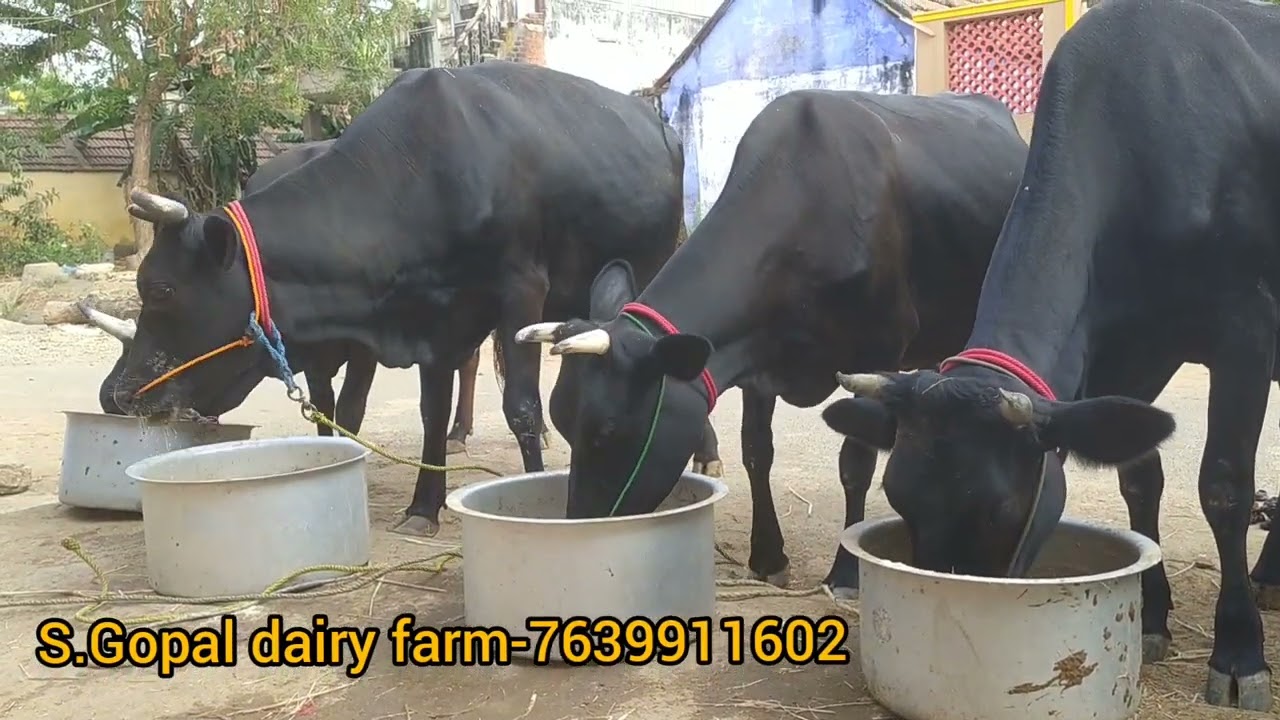 BLACK beauty top class Breed Collection from S.Gopal cattle farm supply Tamilnadu,kerala 7639911602