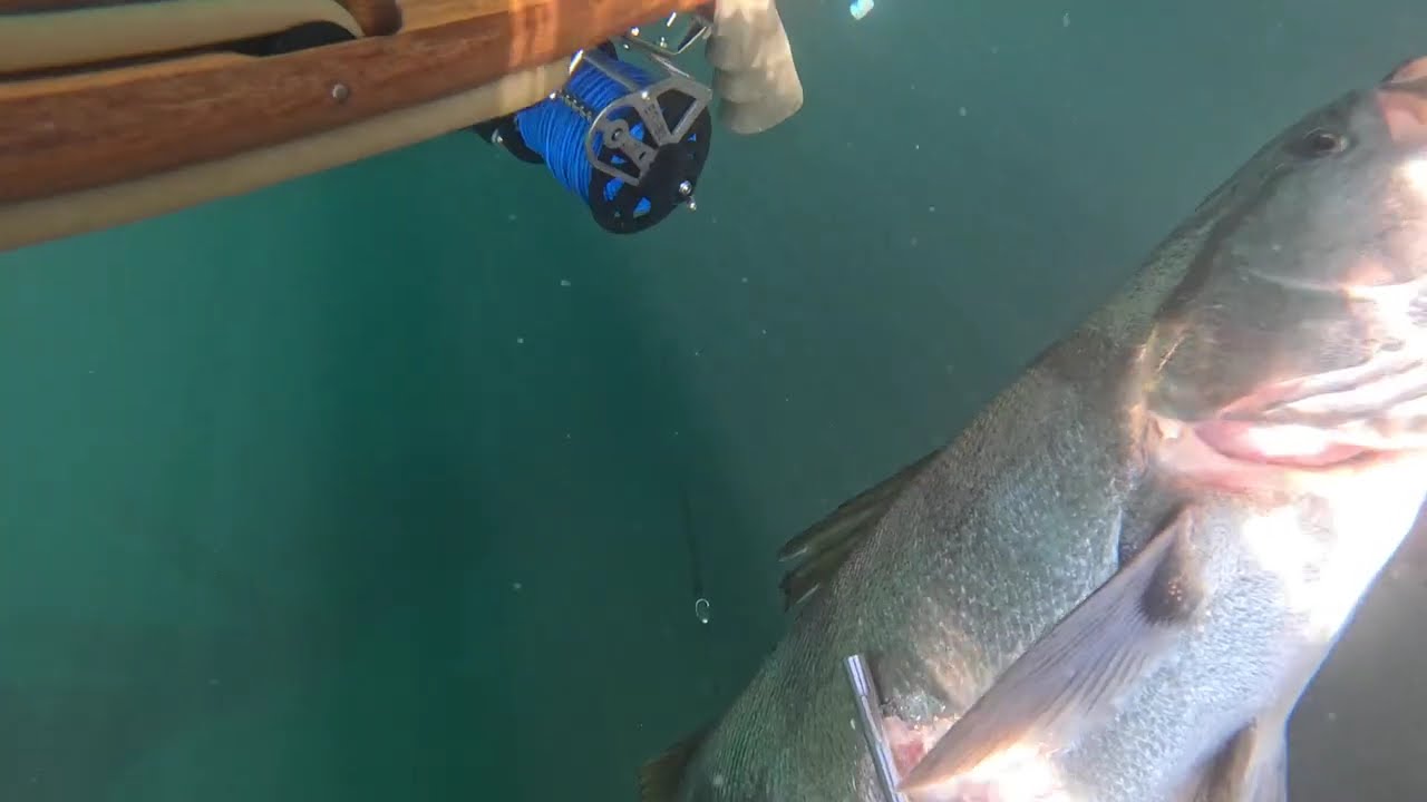 Speared a WSB from Behind &ndash; Inverted 125 Delivers