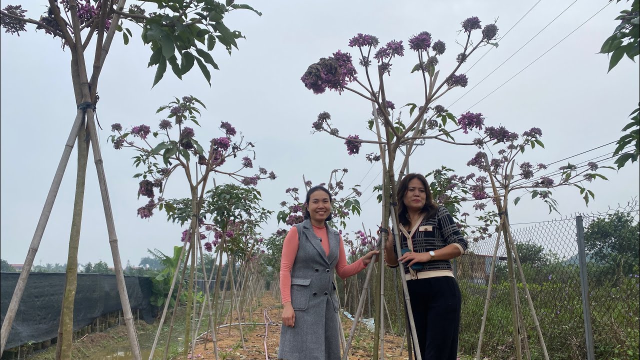 Lần đầu được ngắm Phong Linh tím siêu hoa