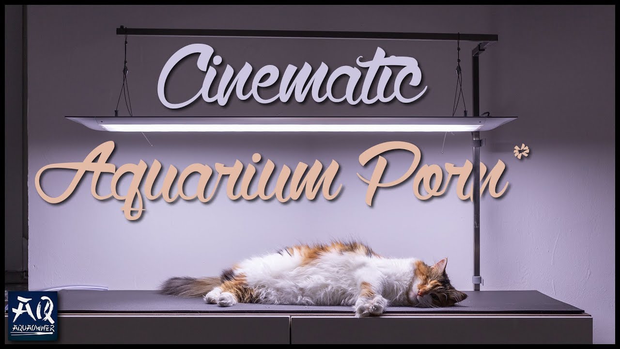Cinematic Aquarium Movie | AquaOwner