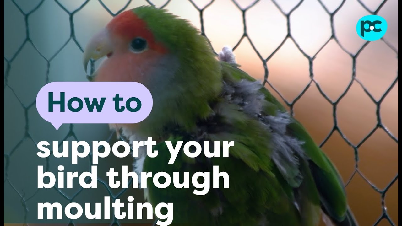 How to support your #bird through a moult | PET CIRCLE