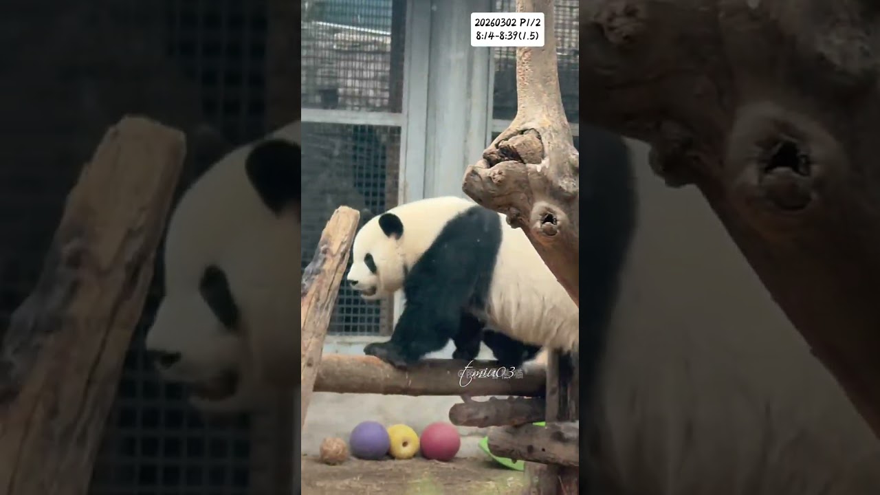 2.3.2026 P1/2 MengLan/萌兰日记