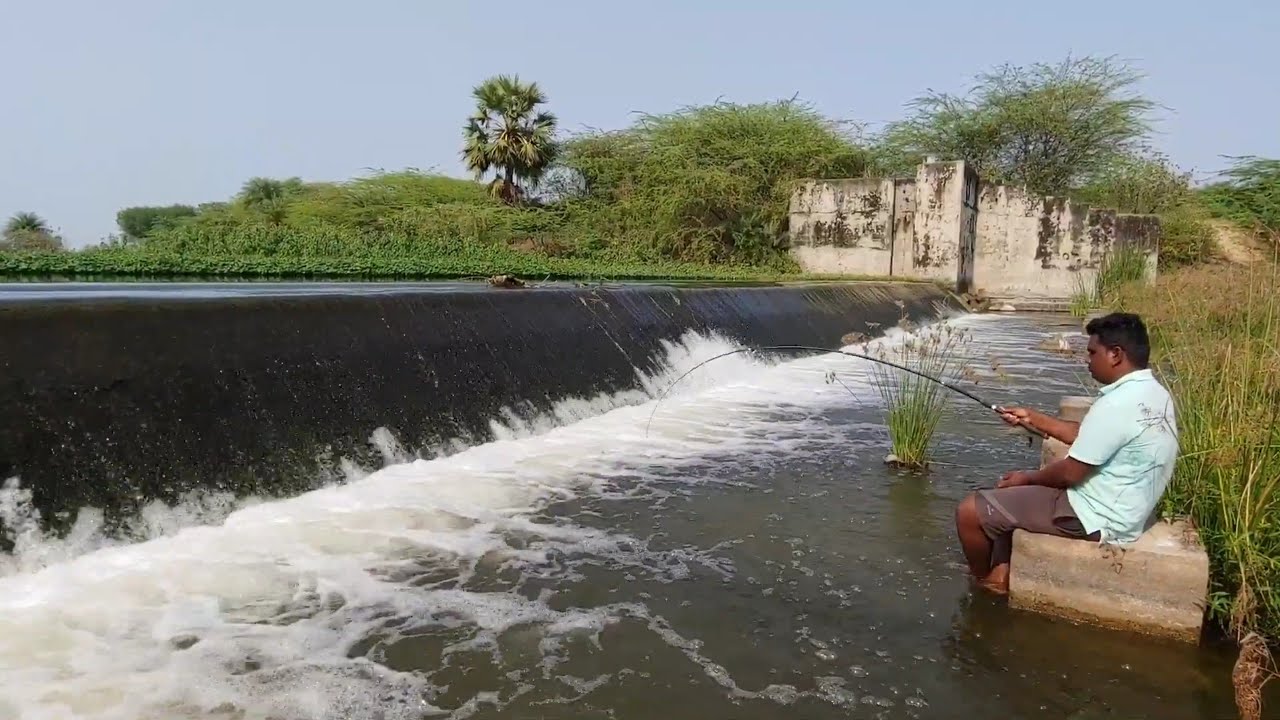 Fishing , Fisherman catching Baam fishes , in flowing water with the help of hook , Village fishing