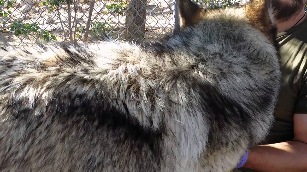 Wolf Rubs on Chris - Wolf Mountain Sanctuary