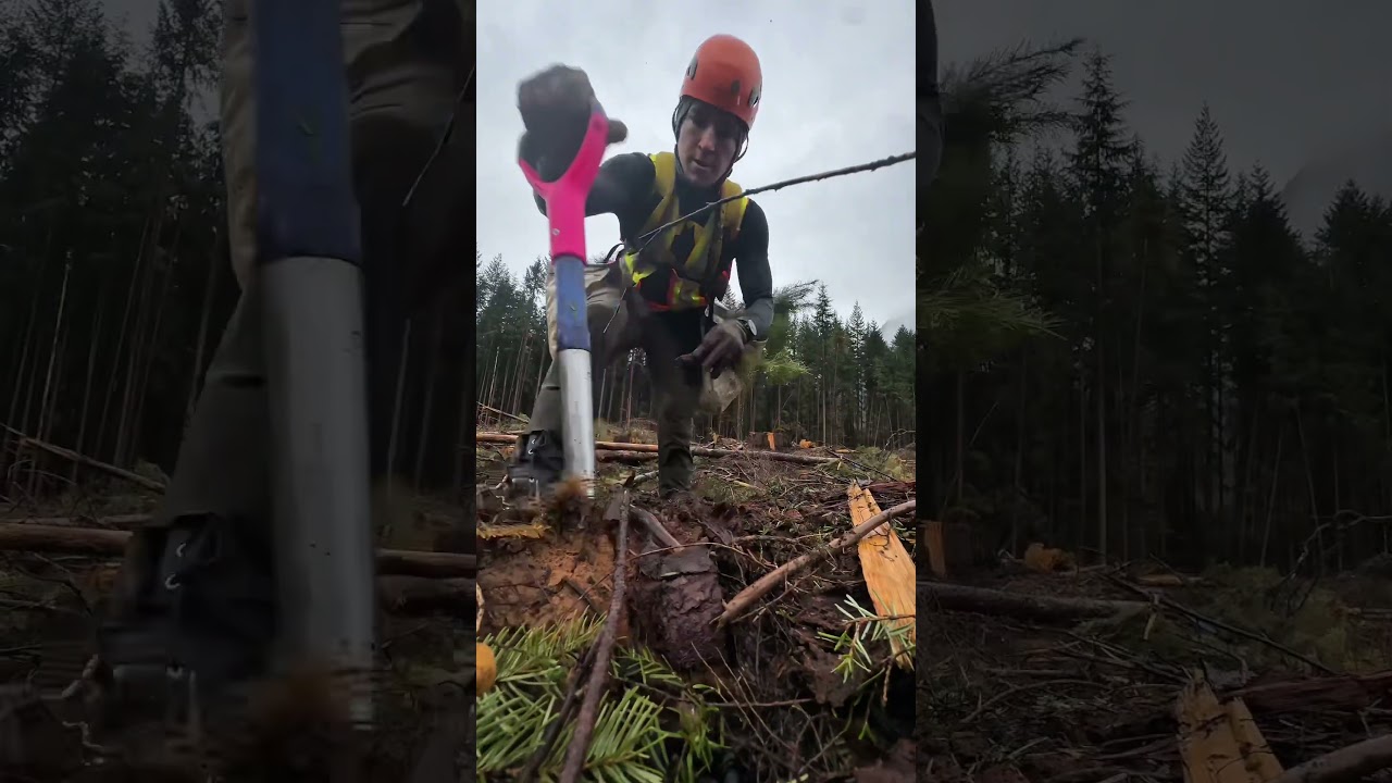 Plant trees with us