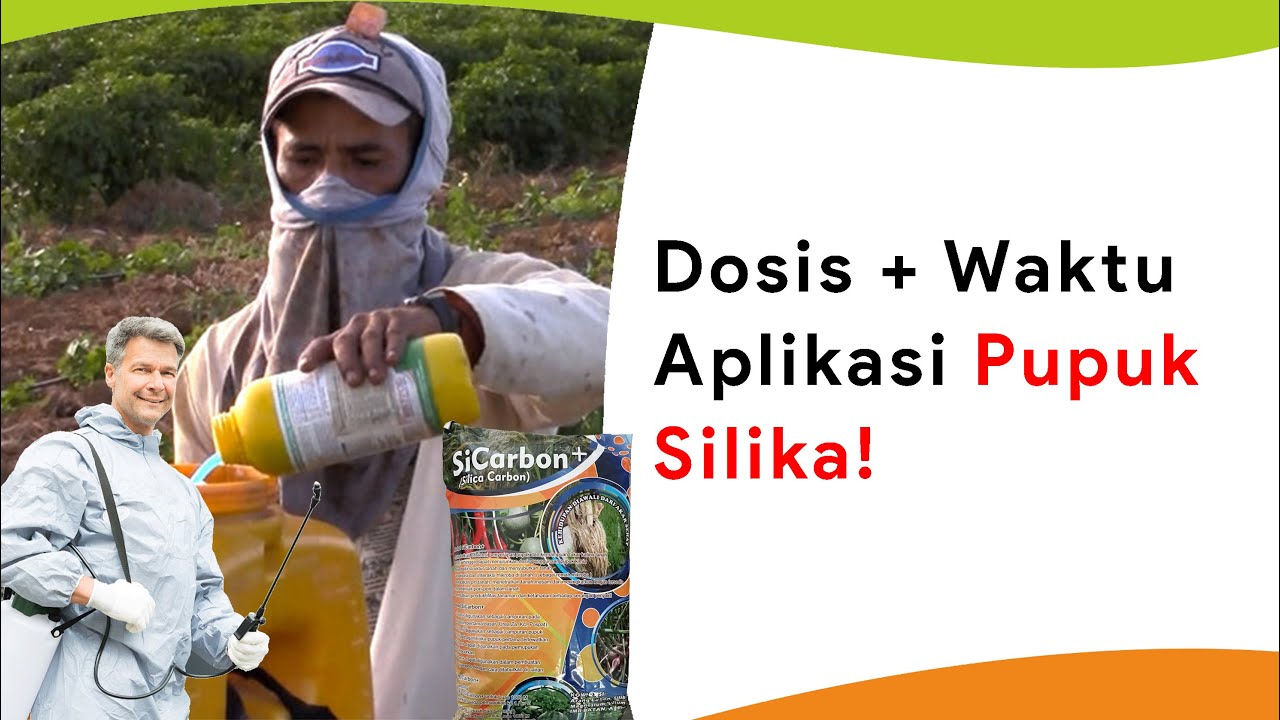 Manfaat Dahsyat Pupuk Silika! Waktu Penggunaan Yang Tepat