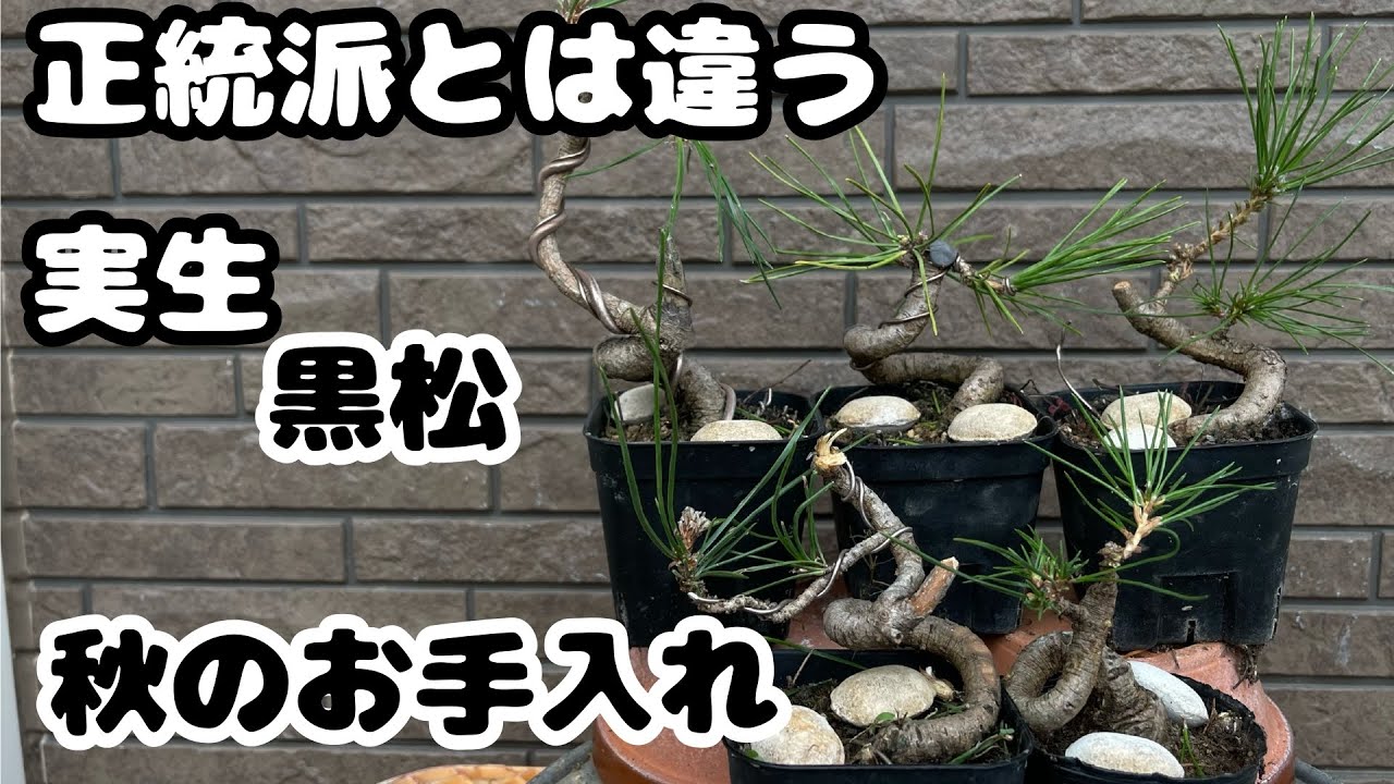 【黒松】実生黒松の秋の手入れ。面白い樹形。