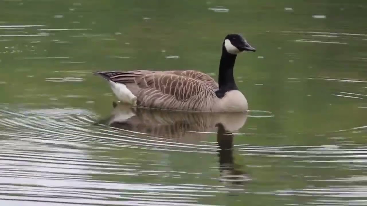 goose video | Nature Amazing Rain Video 2022