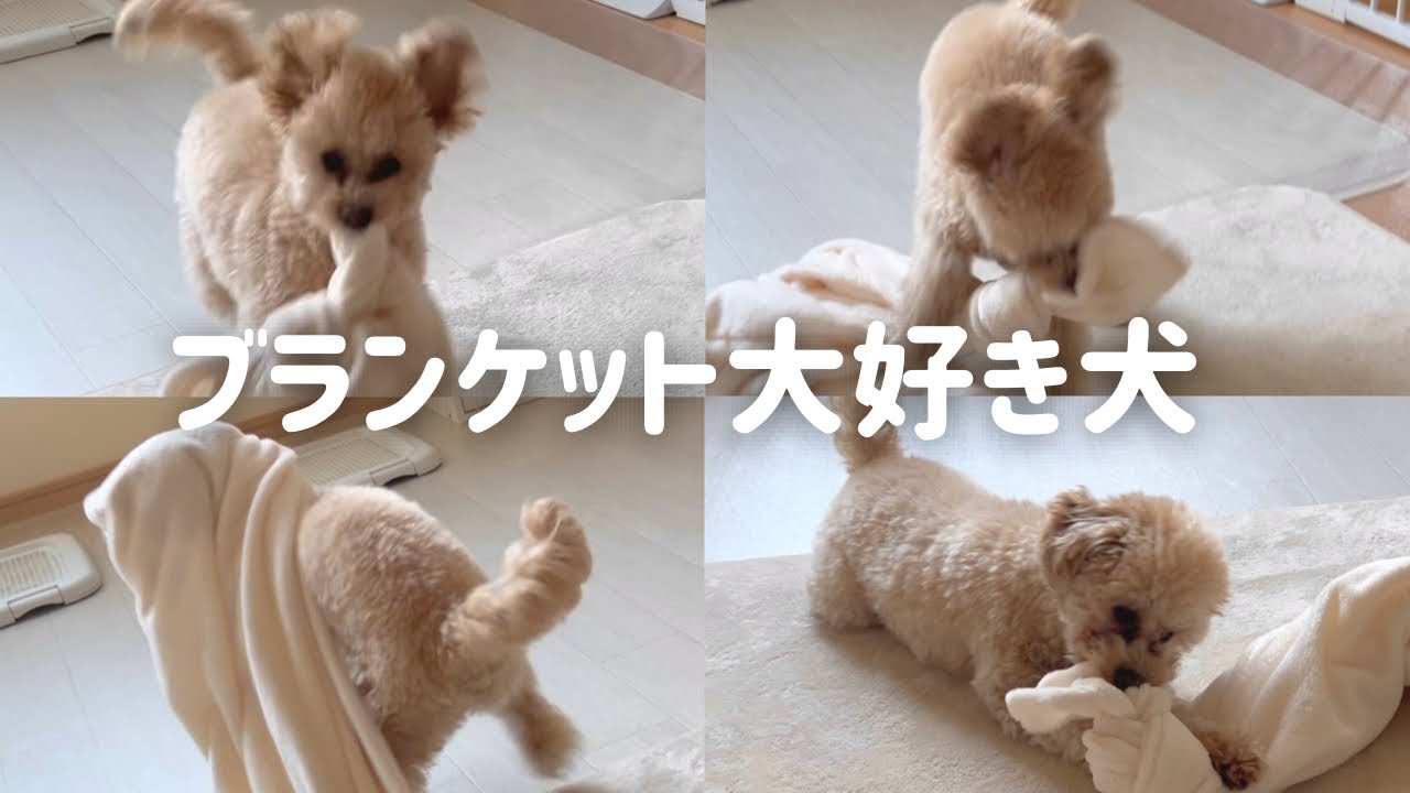 【ほぼテロップなし】ひたすらブランケットで遊ぶトイプードル🐶