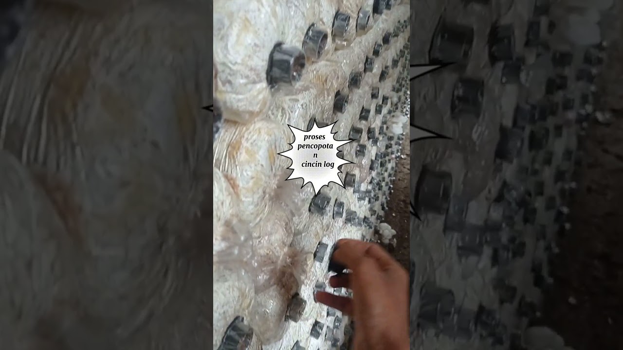 proses pencopotan cincin log #jamur #sayuransegar