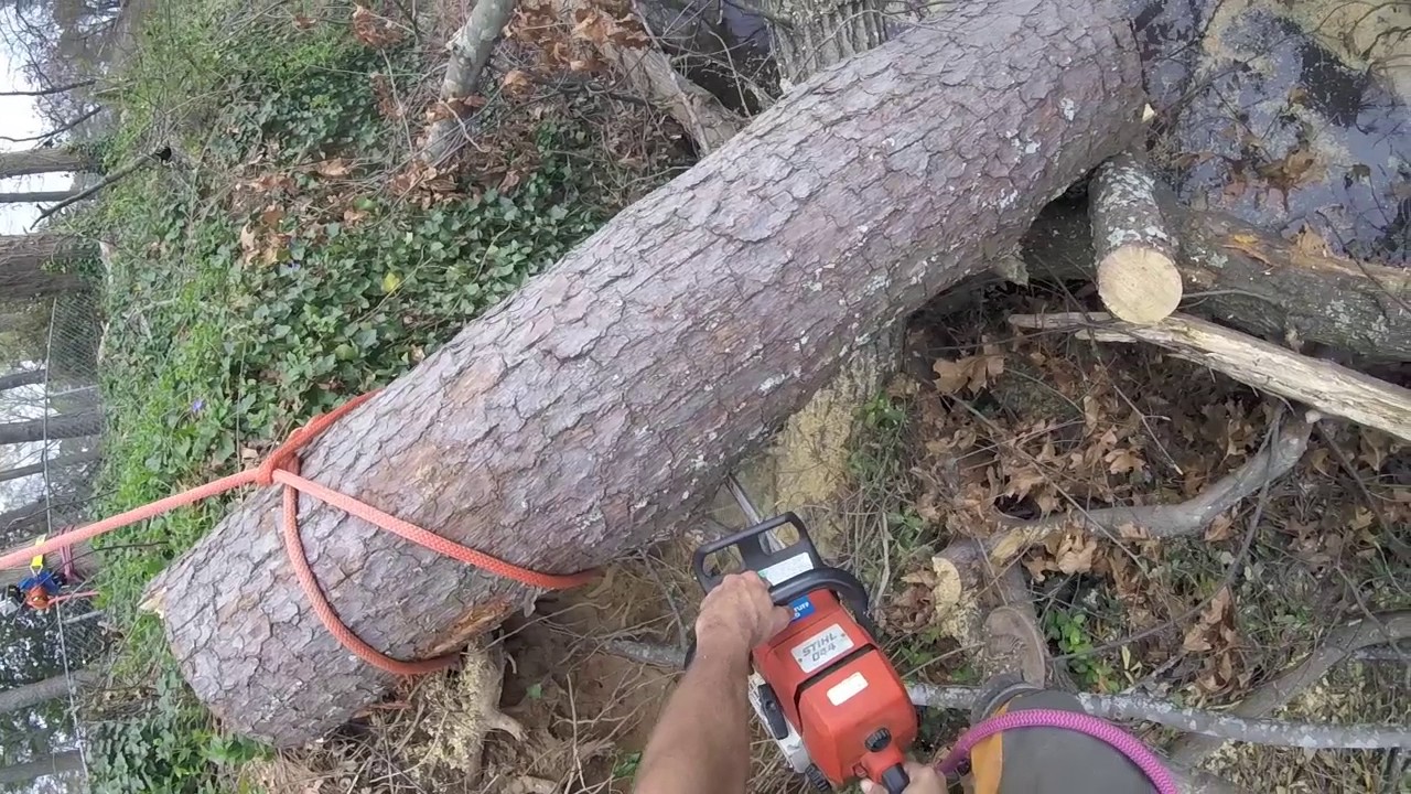 Stein RCW-3001 - Ateah Tree - Georgia Tree Work
