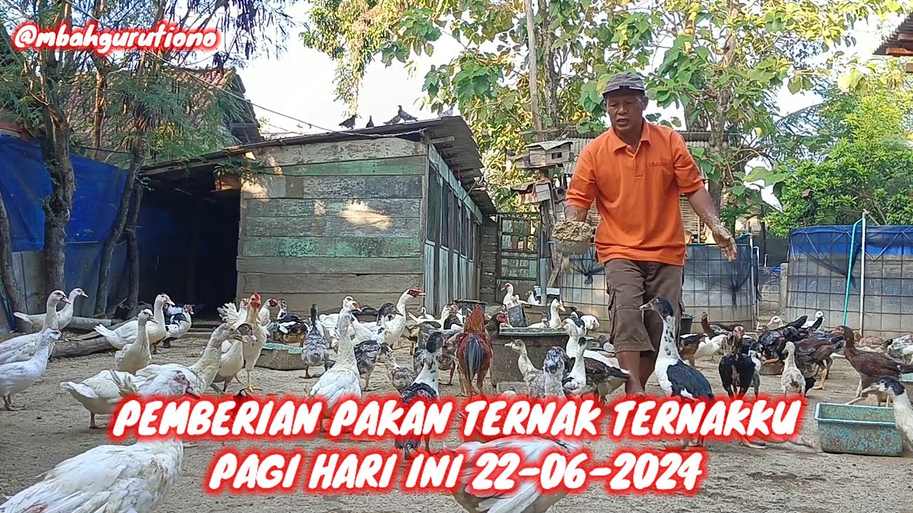 PEMBERIAN PAKAN TERNAK TERNAKKU PAGI HARI INI 22-06-2024 @mbahgurutiono