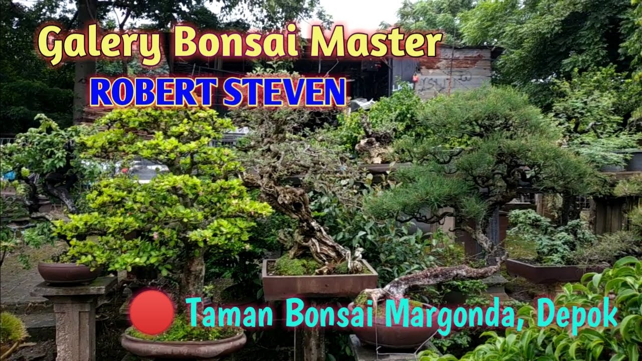 Galery Bonsai Master ROBERT STEVEN 🔴 Taman Bonsai Margonda, Depok, Jawa Barat