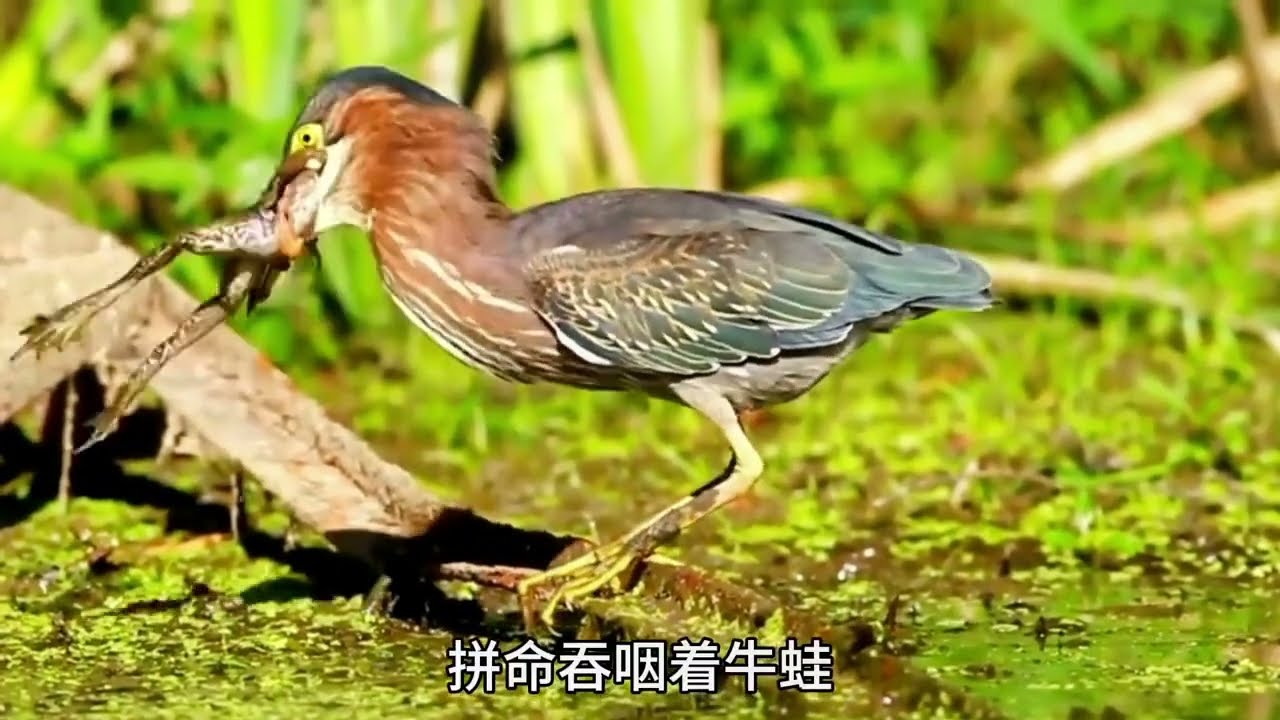 夜鹭吞牛蛙，一只小鸟能吞下巨大的牛蛙吗？|人与自然|野生动物|动物世界|