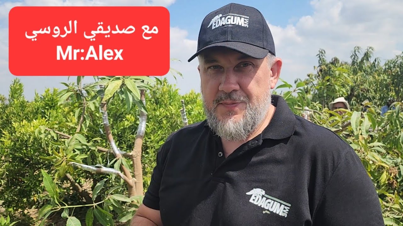 أفضل طرق تطعيم المانجو ممكن تطعم أكثر من صنف في نفس الشجرة Mango grafting