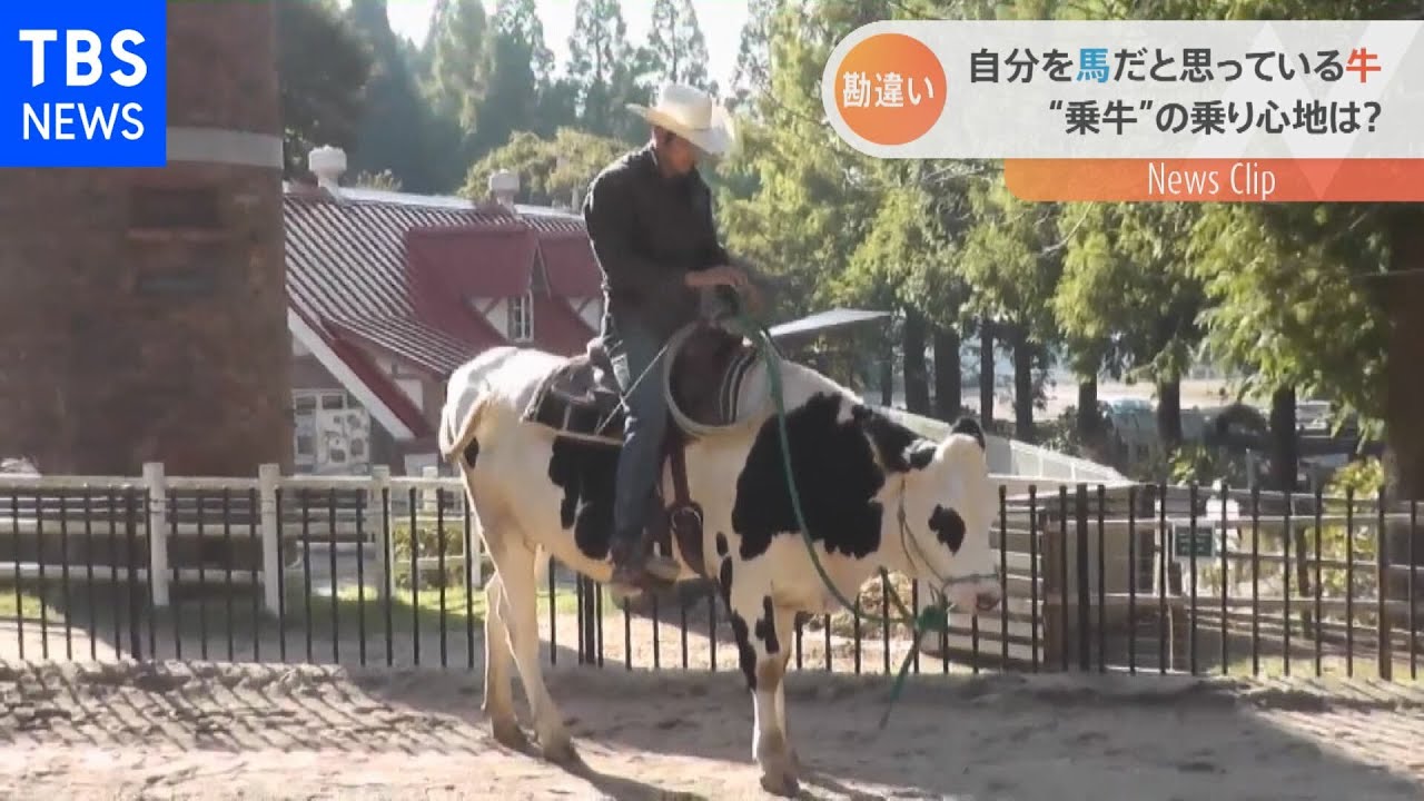 馬ならぬ「乗牛」が出来る？育った環境で勘違いした牛【Nスタ】