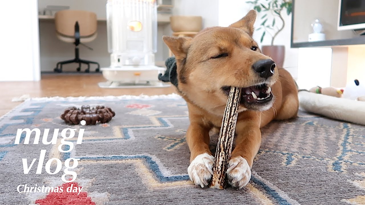 鹿の角もらった！雑種犬麦のクリスマス🦌