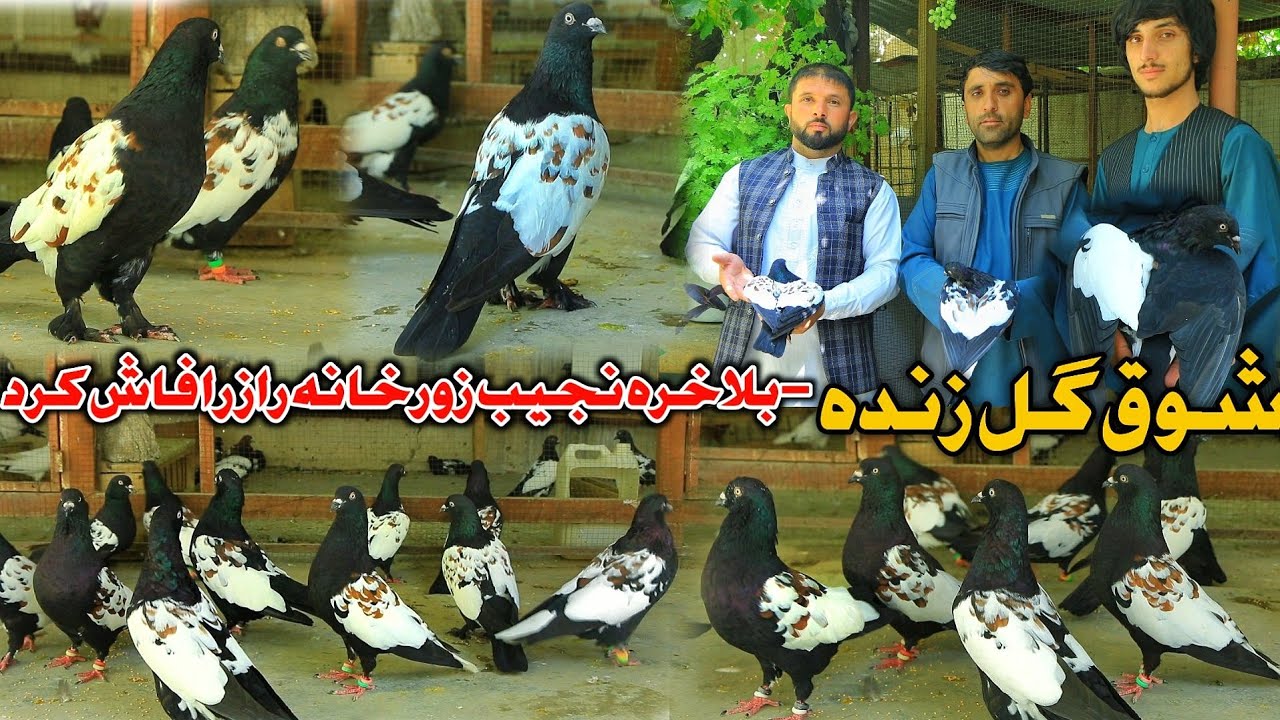 شوق گل زنده- کم از دوچپ نیست | چگونه دوچپ چوچه بگیریم | رازی که پس از سالها نجیب زورخانه فاش کرد