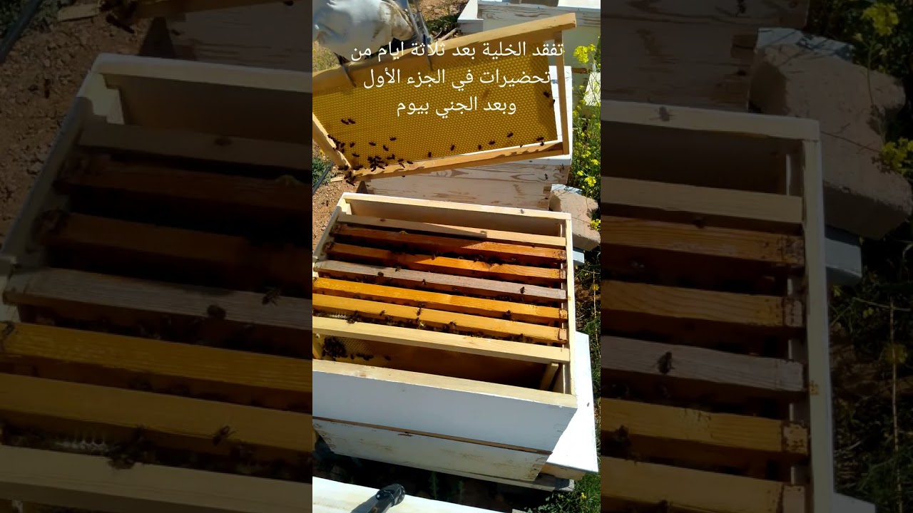 أفضل طريقة لجني العسل ومنع التطريد الجزء الثاني