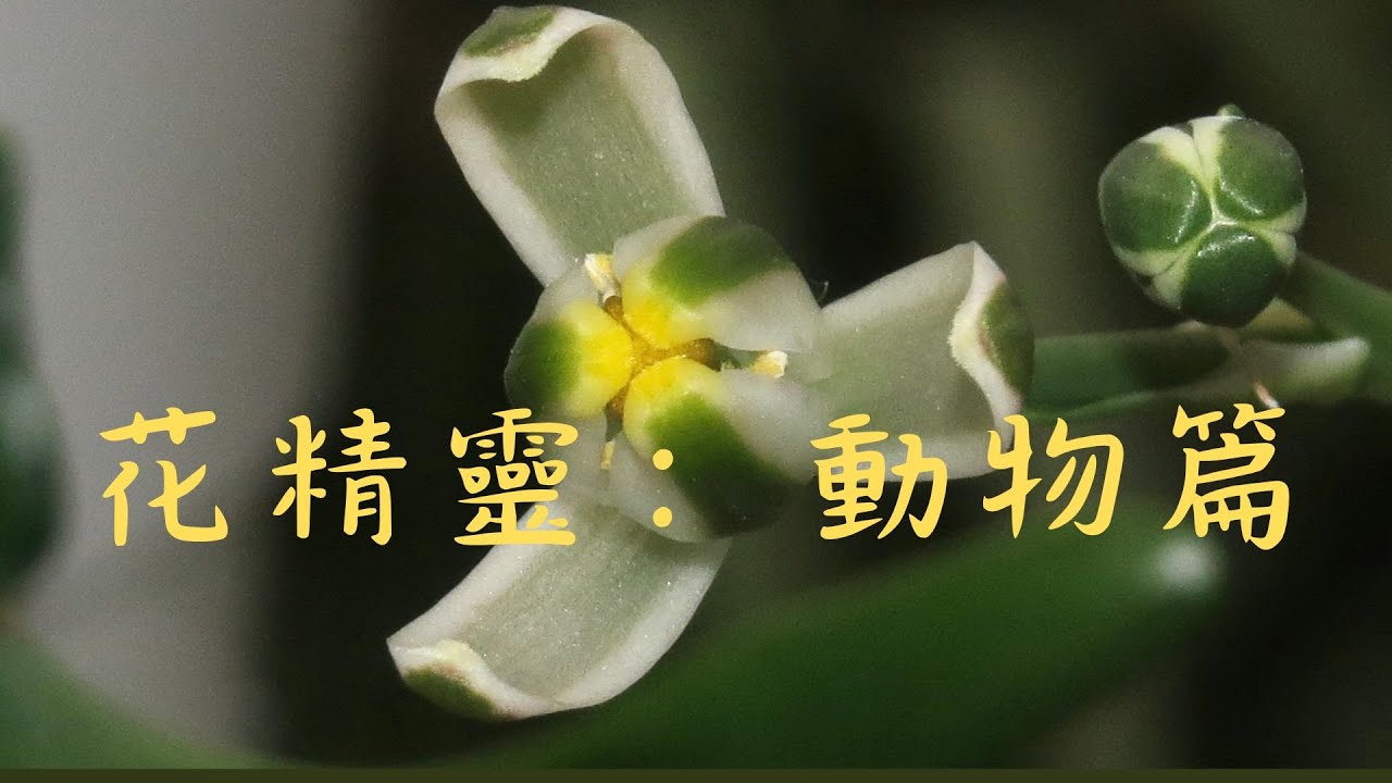 怎麼會這麼可愛，這真的是花嗎？花精靈動物篇，看各種新奇有趣，很像動物的花，相信很多你都沒有看過。