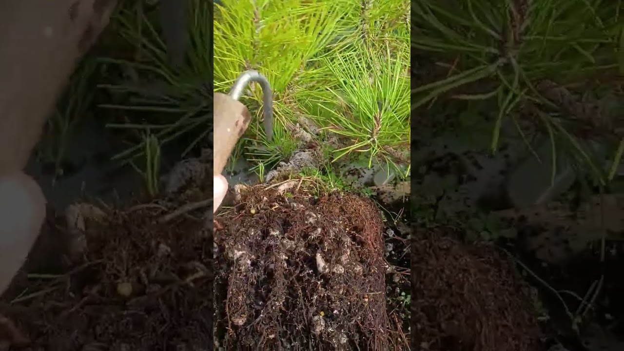 repotting a Hayabusa JBP bonsai and correcting esthetics