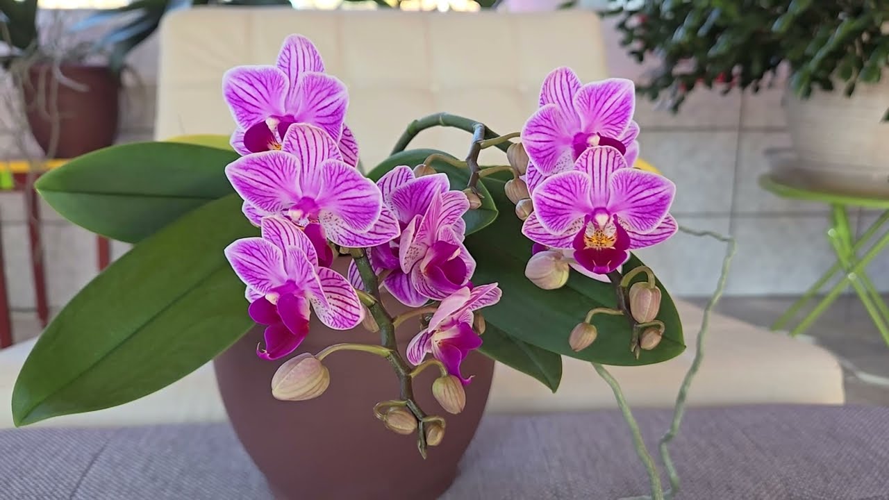 Phalaenopsis Orchids: Triumphs and Adjustments I Need to Make