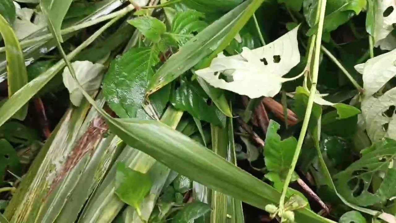 Floresta de comida 