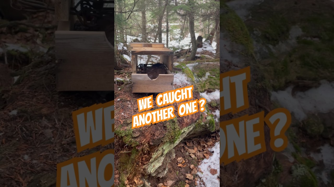Mink Trapping: It finds the marten bait.  #trapping #minktrapping #martentrapping #trappingsquirrels