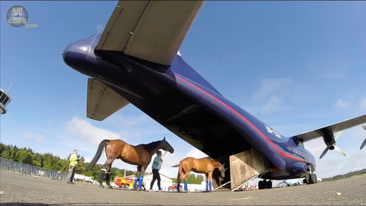 HEAVY Antonov 12 FULL of horses to Finland!! ULTIMATE COCKPIT MOVIE  [AirClips Cockpit Docu]