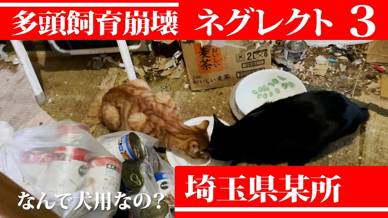 【ネグレクト】埼玉県某所で多頭飼育崩壊③#401