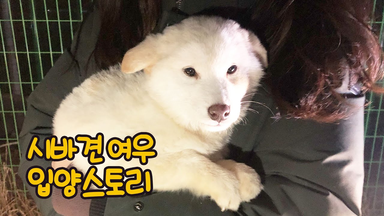 하얀 천사 시바견 여우와 첫 만남부터 지금까지…(그동안 감사했습니다 😭)