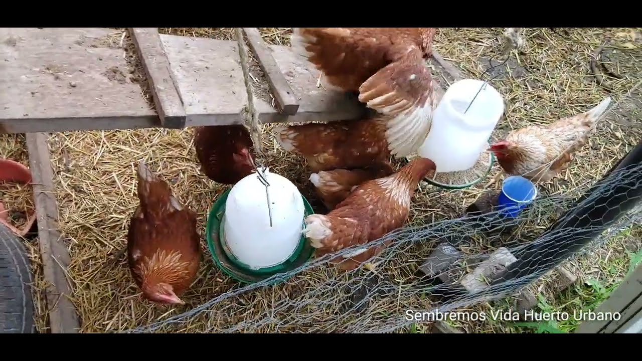 LIMPIAR EL GALLINERO, ES BASICO, PARA MANTENER NUESTRAS GALLINAS SANAS.