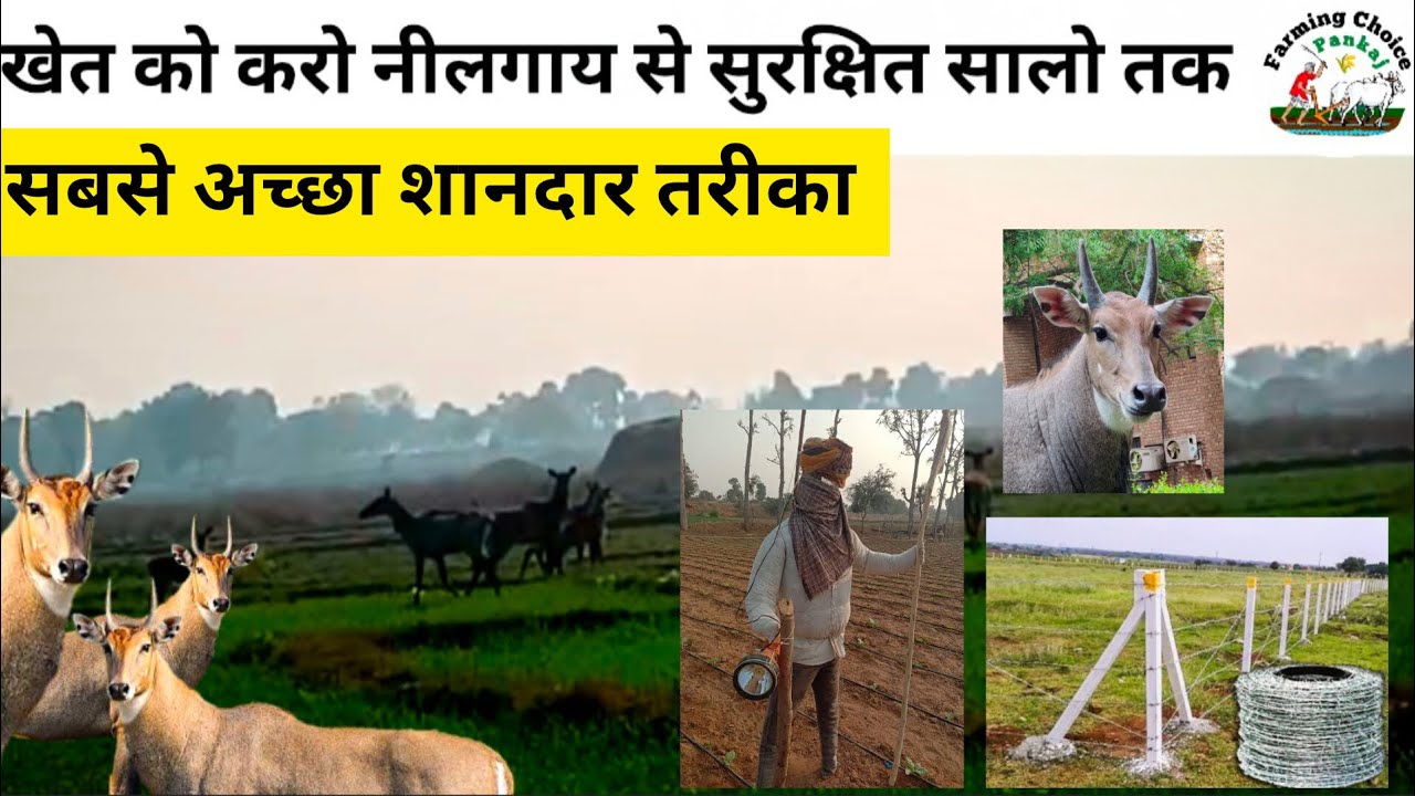 नीलगाय को खेत में आने से कैसे बचाए