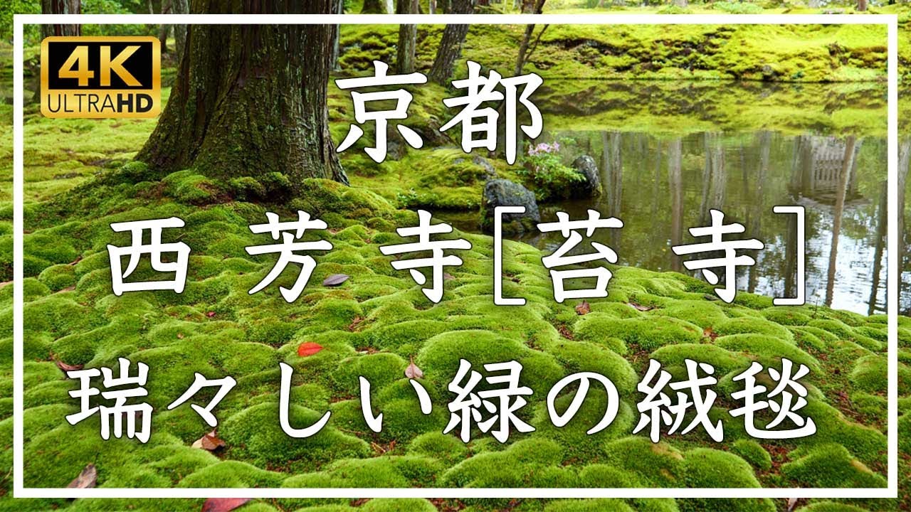 西芳寺（苔寺）：庭園全体を覆う美しい苔の世界。春の日の雨上がり、瑞々しい苔の庭園をご覧ください。[No.450] #京都