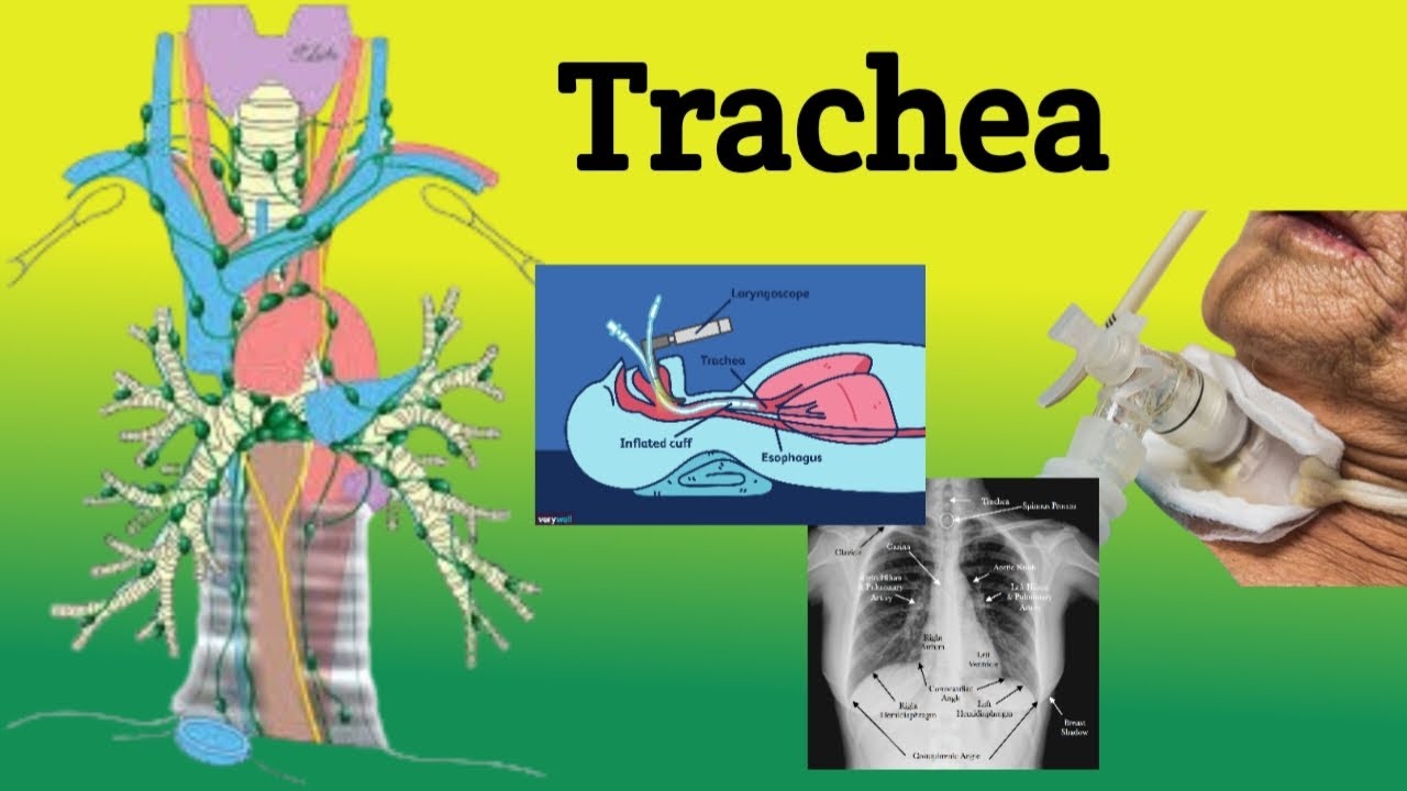 Trachea || Anatomy; Location, Relations, Clinical Correlations